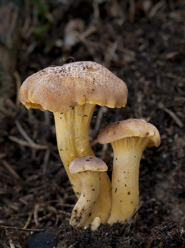 Cantharellus amethysteus